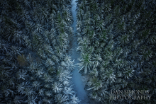 Load image into Gallery viewer, Forest by Dan Simonds Canvas Print