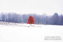 Load image into Gallery viewer, Winter Tree by Dan Simonds Canvas Print
