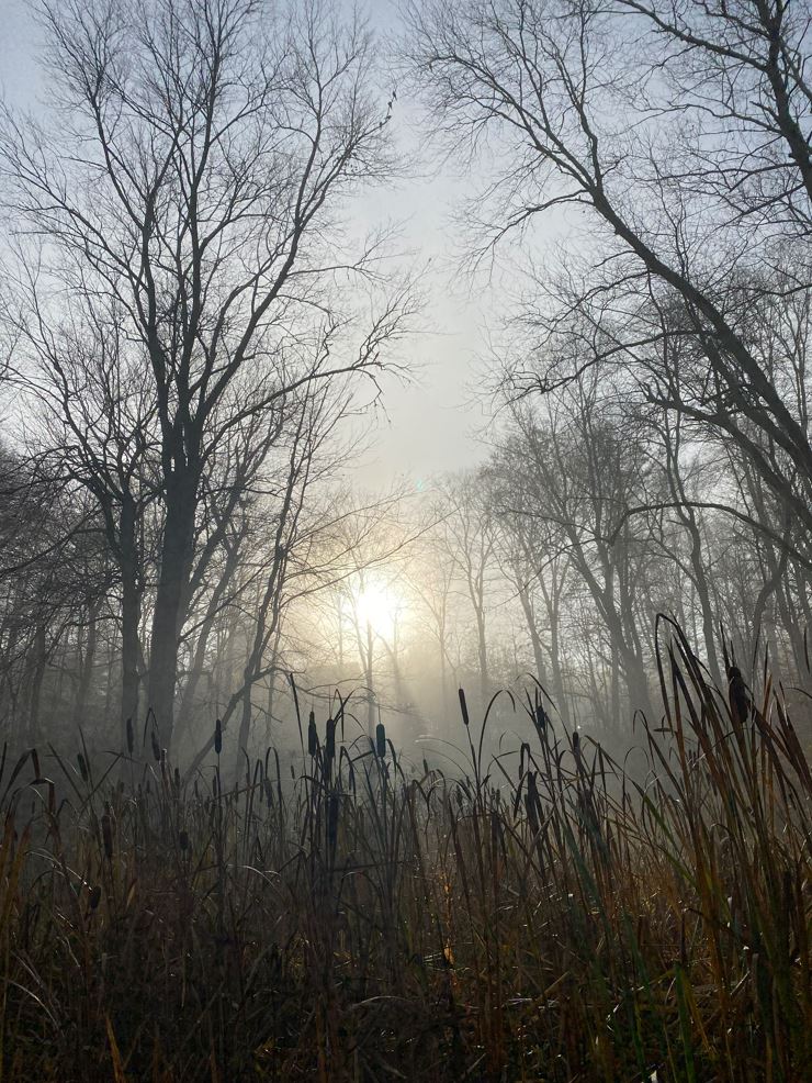 Photo Print - Foggy Morning Wetland and Woods