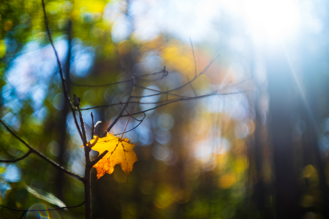 Leaf Framed Photo Print