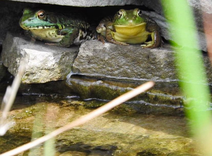 Photo Print - Frog Watch