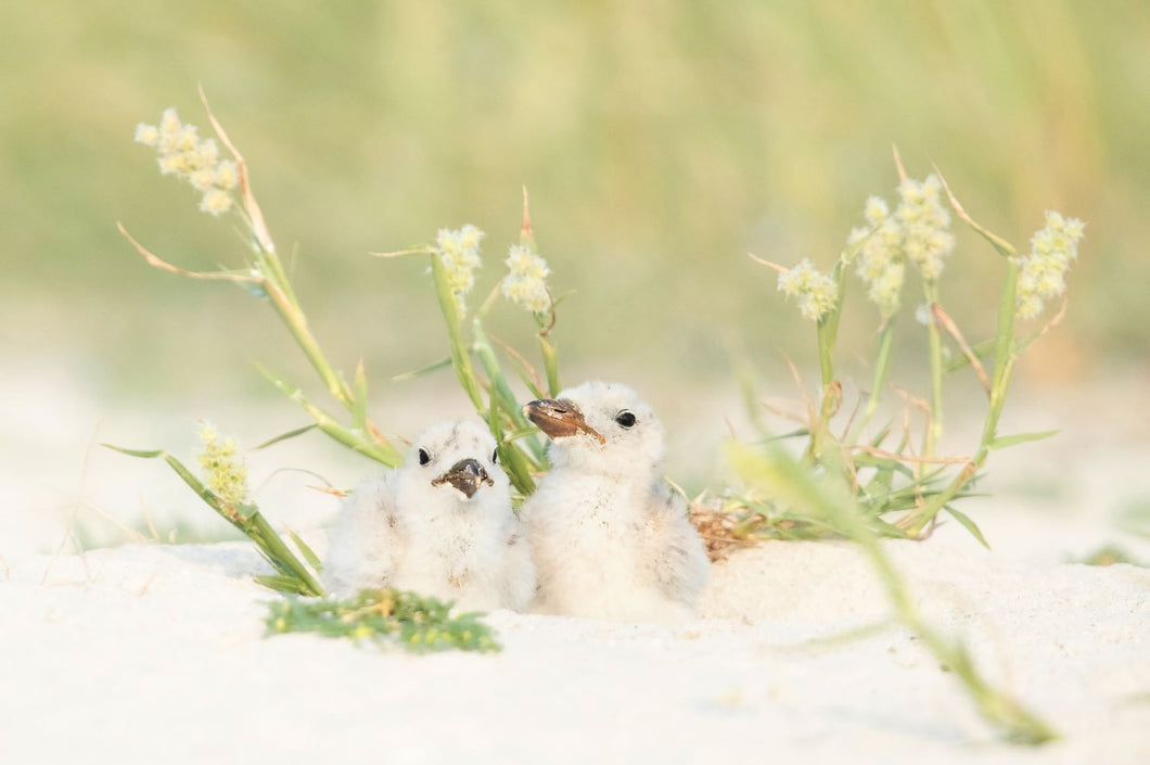 Photo Print - Black Skimmer Chicks Posing