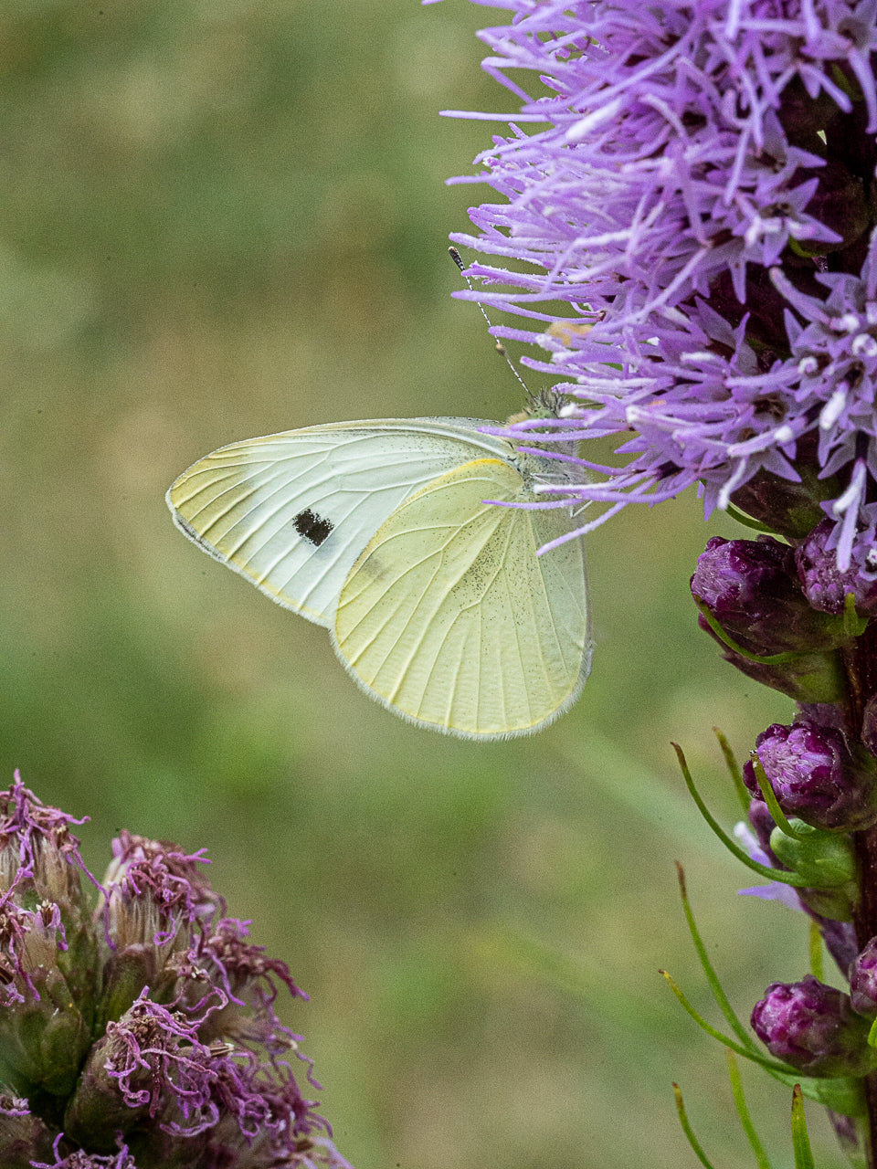 Photo Print - Small White on Northern Blazing Star