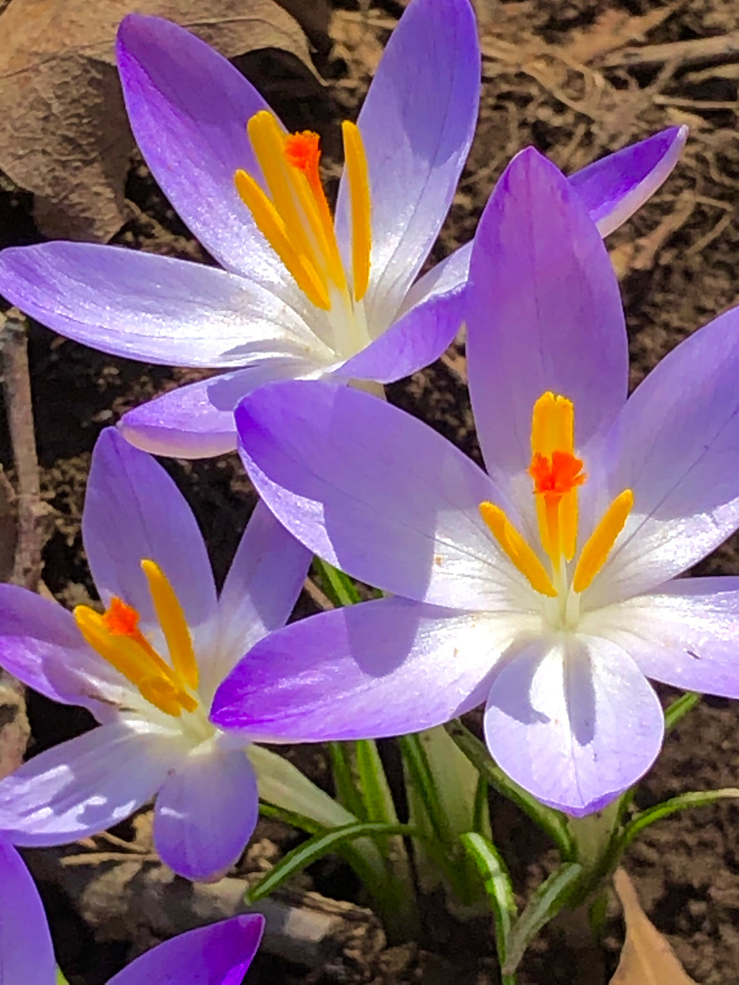 Photo Print - Spring Crocus