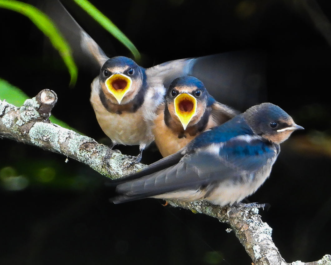 Photo Print - Barn Swallows on a Branch