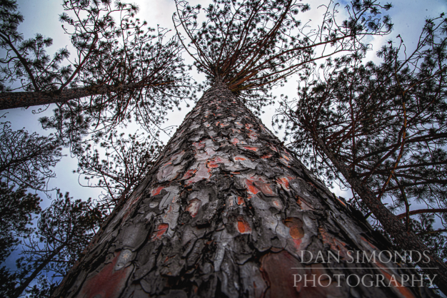 Tree Bark by Dan Simonds Canvas Print