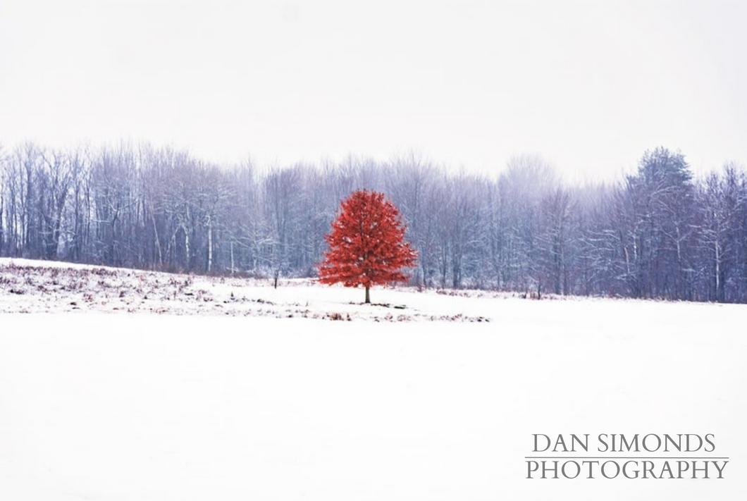 Winter Tree by Dan Simonds Canvas Print