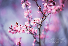Load image into Gallery viewer, Cherry Blossoms by Dan Simonds Canvas Print
