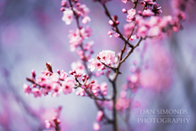 Load image into Gallery viewer, Cherry Blossoms by Dan Simonds Framed Canvas Print
